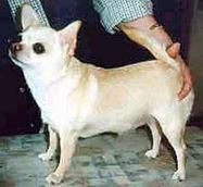 MURMUR LATEST FLAME Smooth-Haired  Finland | Chihuahua 