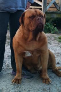 Clovischein Lil Miss Sunshine | Dogue de Bordeaux 