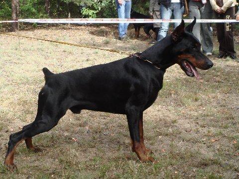 Zakyr  Zew del Citone | Black Doberman Pinscher