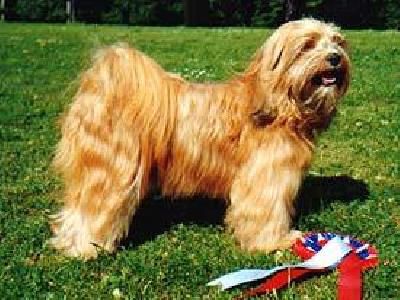 WILLOWBRAE LUCKY LU-KHANG | Tibetan Terrier 