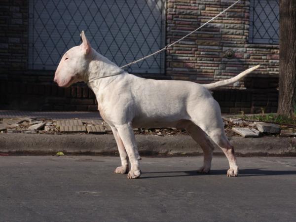 Warbonnet Fernando | Bull Terrier 