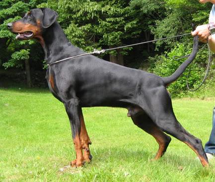 Doberpride's Black Lhakota Gandi | Black Doberman Pinscher