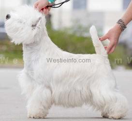 Stella Szajka Rudych | West Highland White Terrier 