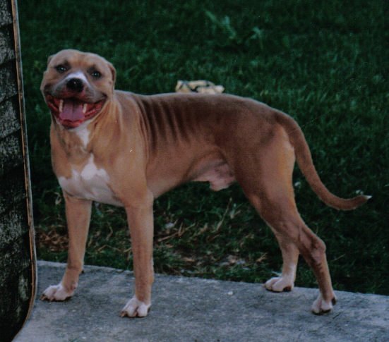 Cheri's Major Payne | American Pit Bull Terrier 