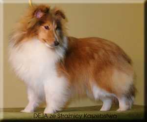 DEJA Straznica Kaszebstwa | Shetland Sheepdog 