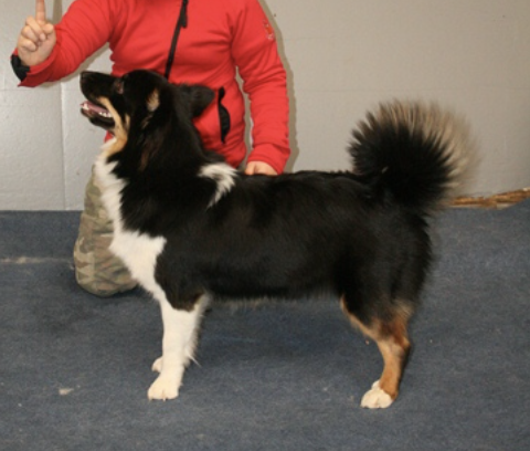 Leiru Eva | Icelandic Sheepdog 