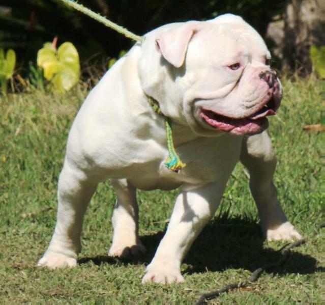 SunshineBulls' Comando | Olde English Bulldogge 