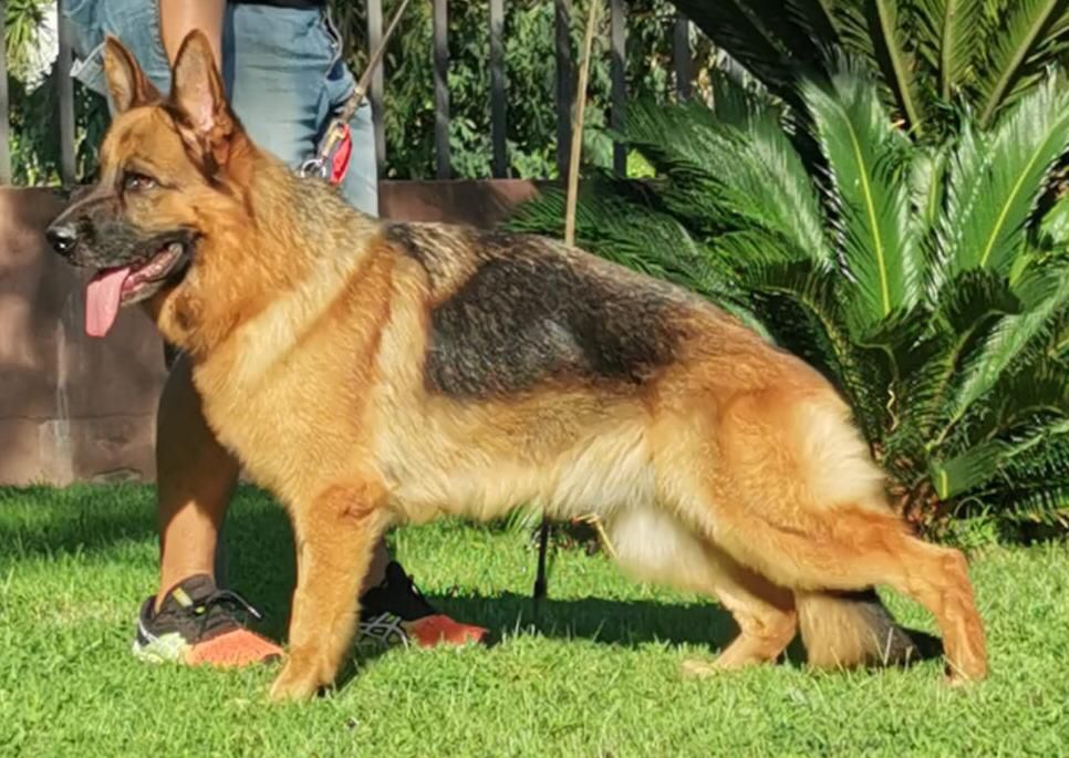 Zuma di Santa Venere | German Shepherd Dog 