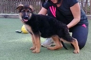 Cardiel de Sagra Cano | German Shepherd Dog 