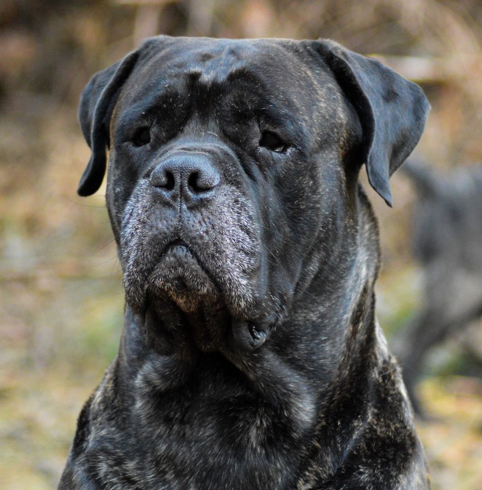 DON JUAN dela VEGA OF DARGLEBULLS | Bullmastiff 