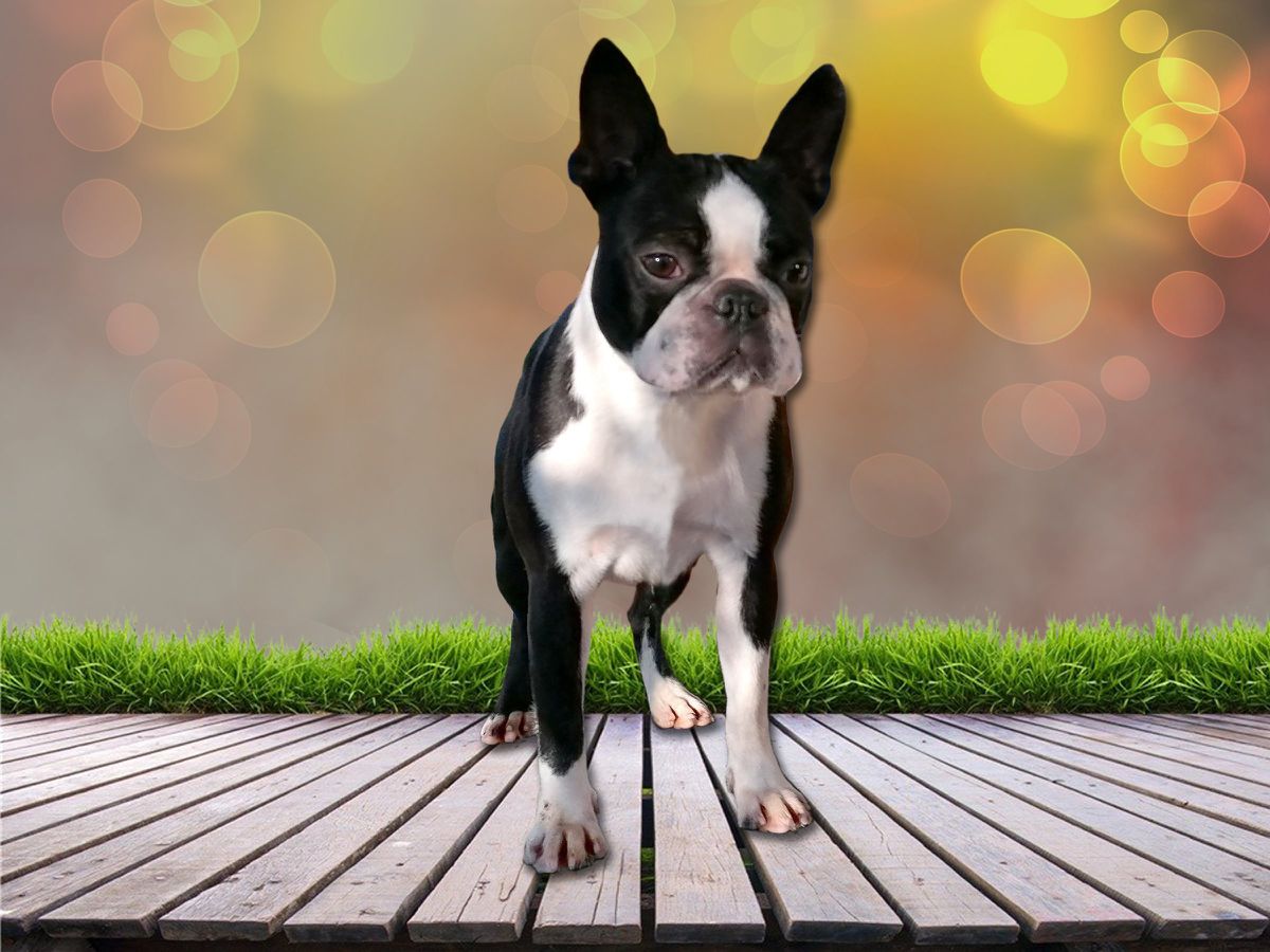 Tibet-Gyöngye Chésy | Boston Terrier 