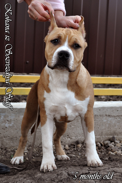 Kohana iz Sozvezdiya Staff | American Staffordshire Terrier 