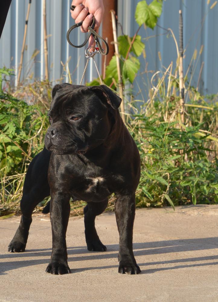 Staffi Family Diablo Nero | Staffordshire Bull Terrier 