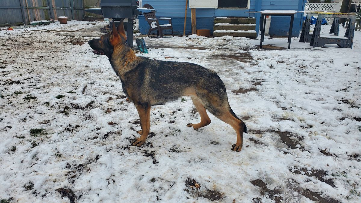 Zelda Vom Qualm | German Shepherd Dog 