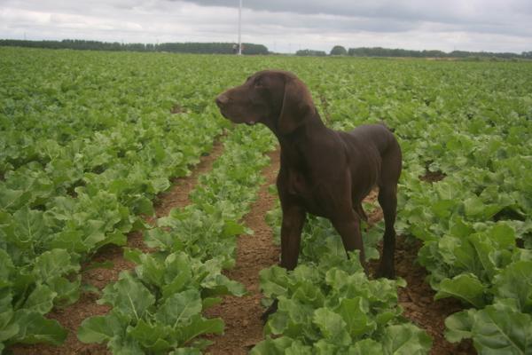 Gaylor dit Gordon du Pied du Mont | German Shorthaired Pointer 