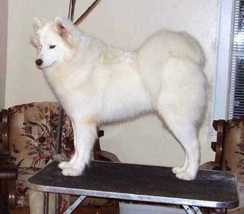 Weisblitz's Queen of Hearts | Samoyed 