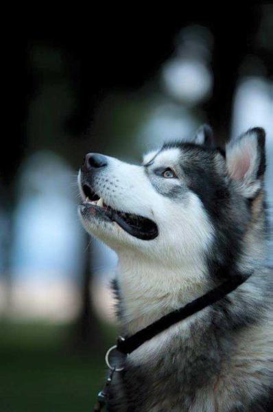 Adorable Fancy Vivid Deus Nix | Alaskan Malamute 