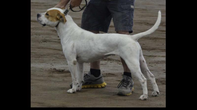 Freeze's Eye Candy | American Bulldog 