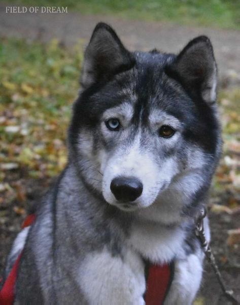 FIELD OF DREAM | Siberian Husky 