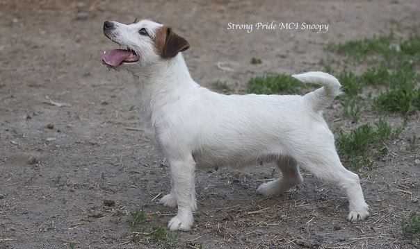 Strong Pride Msi Snuppi | Jack Russell Terrier 