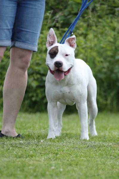 Sparrow from the sweet dutch power | American Staffordshire Terrier 