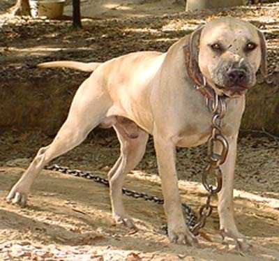 Tatonka's Big Boy | American Pit Bull Terrier 