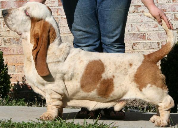 Anthony Orejas Largas | Basset Hound 