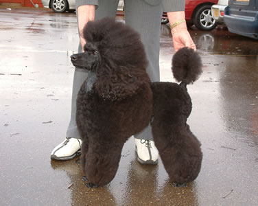 Maldavale Macdonald | Poodle 