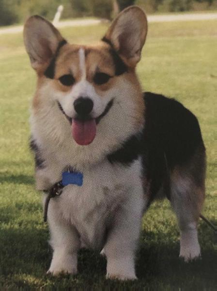 Tts Maristel Jasper | Pembroke Welsh Corgi 