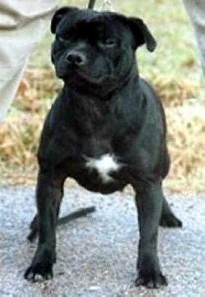 Sanquirico Armageddon | Staffordshire Bull Terrier 