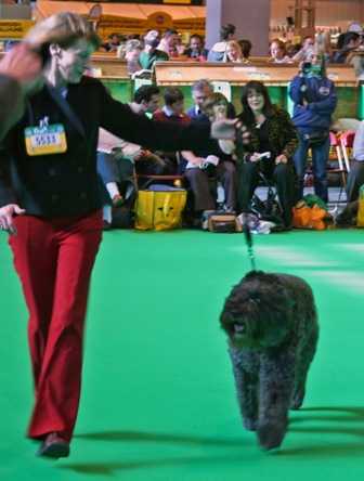 Nikolaev Shenzi | Bouvier des Flandres 