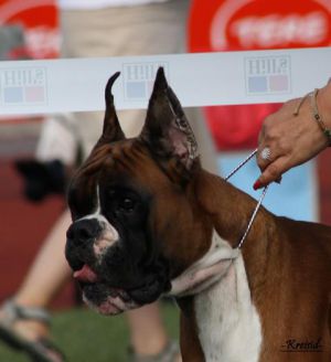 Waldo del Tajo | Boxer 