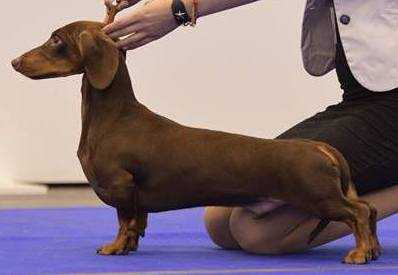 ADAGYO VIL`NA ZGRAYA | Dachshund 