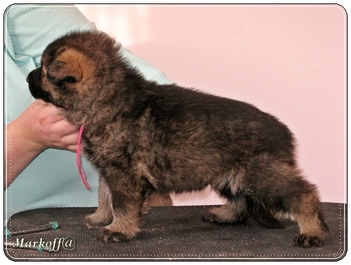 Lachetti iz Dijakova Gorodisha | German Shepherd Dog 