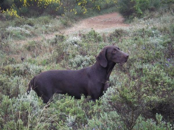 Teissy du Mas de l'Arbre | German Shorthaired Pointer 