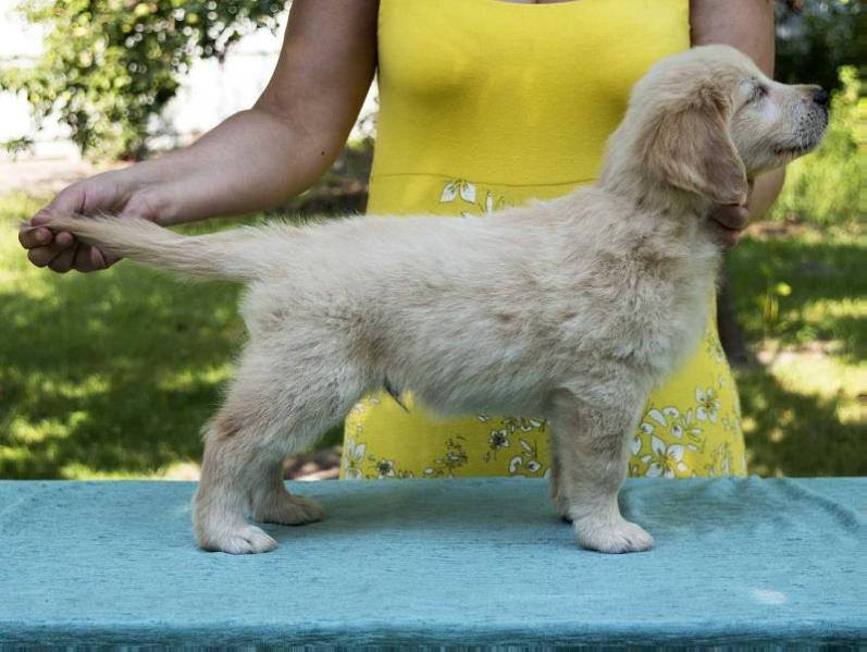 Samson Noble Soldier Of Fortune | Golden Retriever 