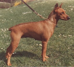 Wiener Kindl BABETTE | German Pinscher 