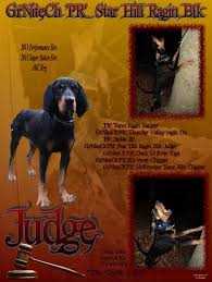 Star Hill Ragin BLK Judge | Black and Tan Coonhound 