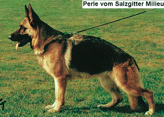 Perle vom Salzgitter Milieu | German Shepherd Dog 