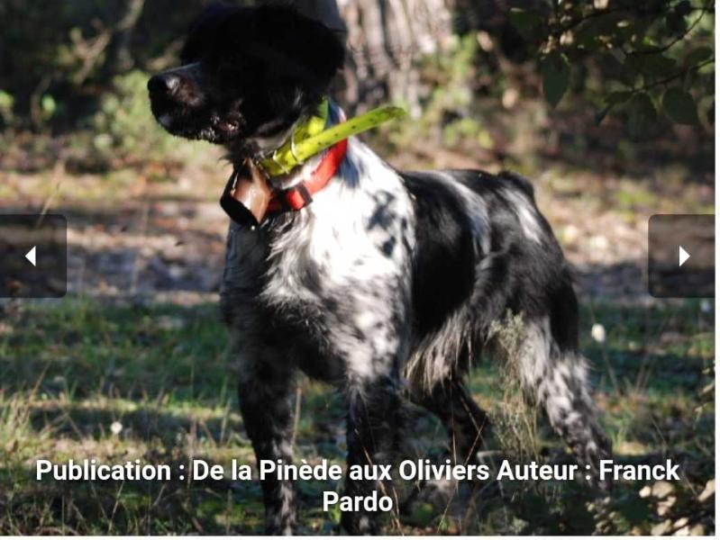 BAYARD DIT BONO de Saint Lubin | Brittany 