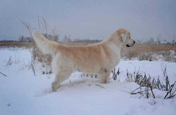 Olimpic star | Golden Retriever 