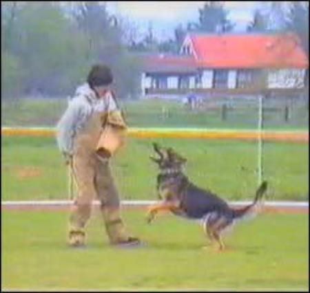 Anker von Ursania | German Shepherd Dog 