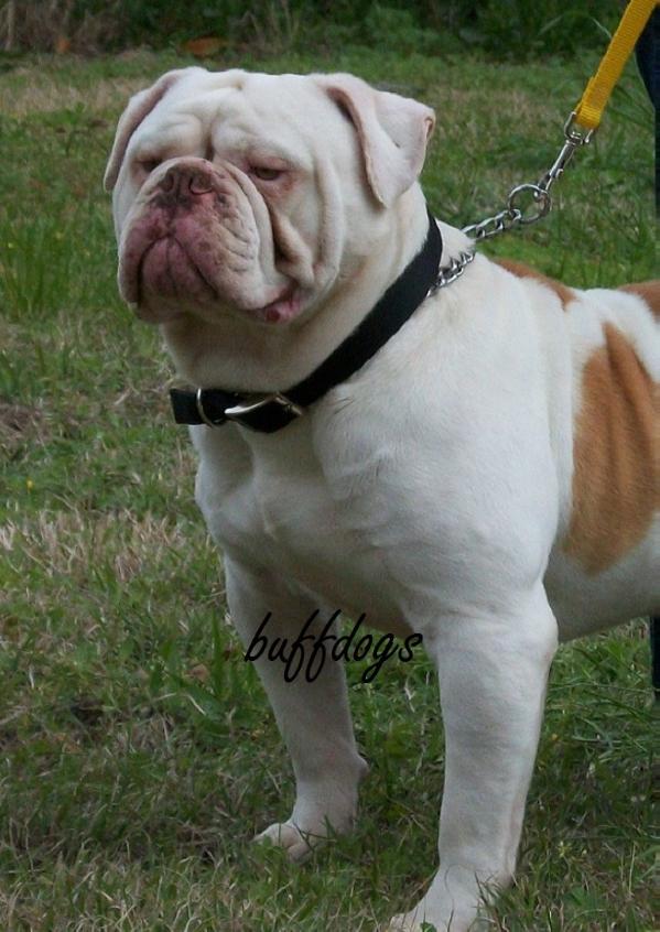 Dixie Ranch's Bo Duke | Olde English Bulldogge 