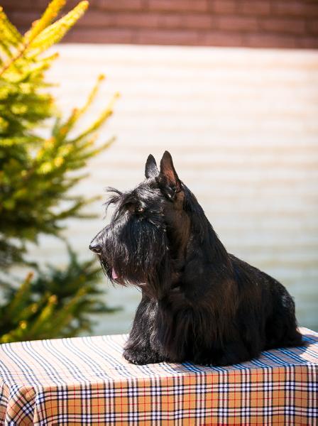 Breitling Brave&amp;Save | Scottish Terrier 