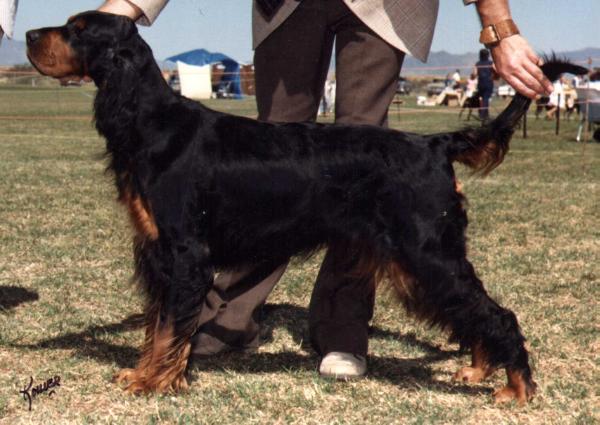 McErin California Dreamer | Gordon Setter 