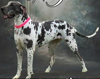 Ivy Of Country Acres | Great Dane 