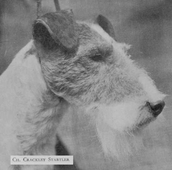 Crackley Startler | Wire Fox Terrier 