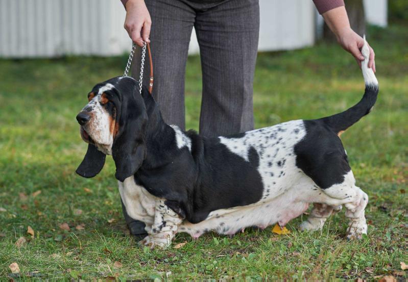 Magdalena Queen of Ball | Basset Hound 