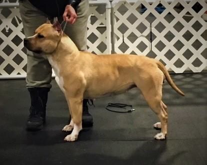 Crystal rock's Lil Rebel Yell | American Staffordshire Terrier 