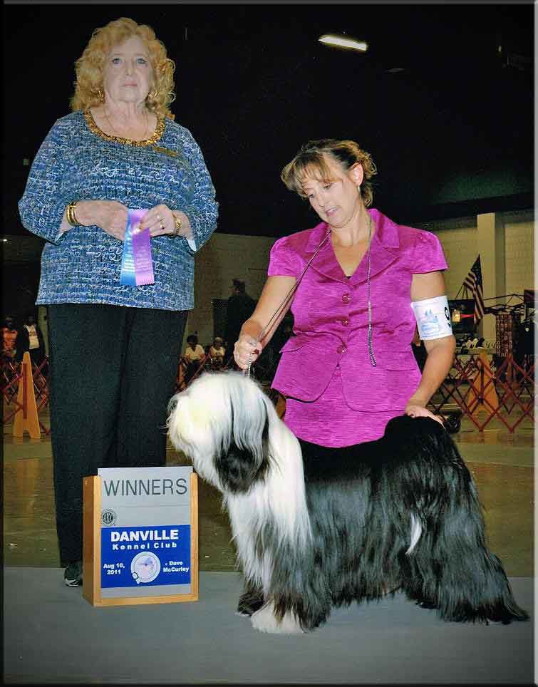 BARNSTORM'S SIR WINSTON OF SEAWRIGHT BY DZINE | Tibetan Terrier 